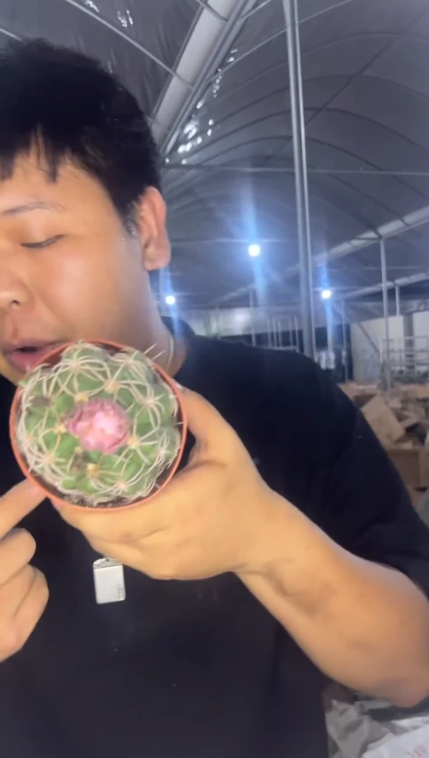 实生根 美花海王 不指定带花苞