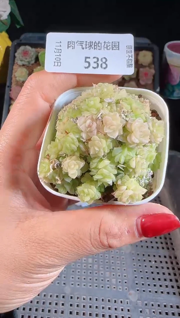 1110-538（群生不包整）