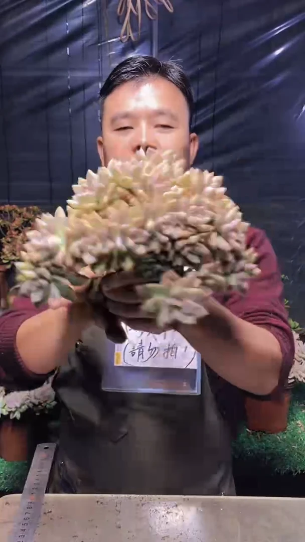 217淡雪缀化（一物一拍）