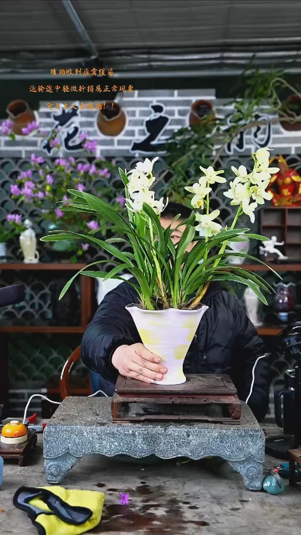 大部分开放少量花苞白玉香兰004+