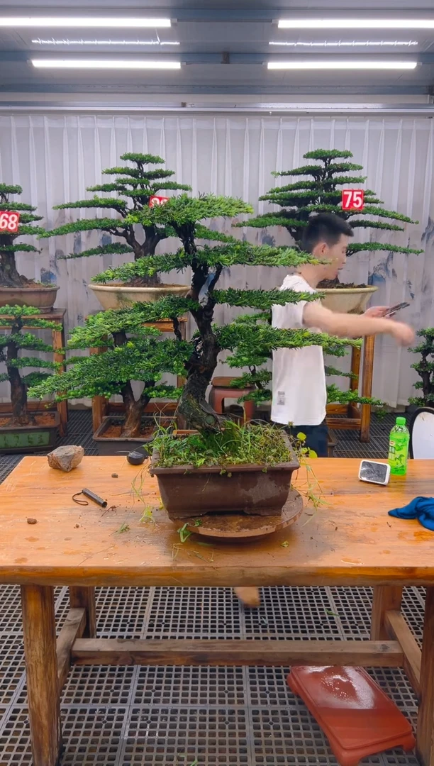 无花朵勤**谦精品盆景直播间一物一拍