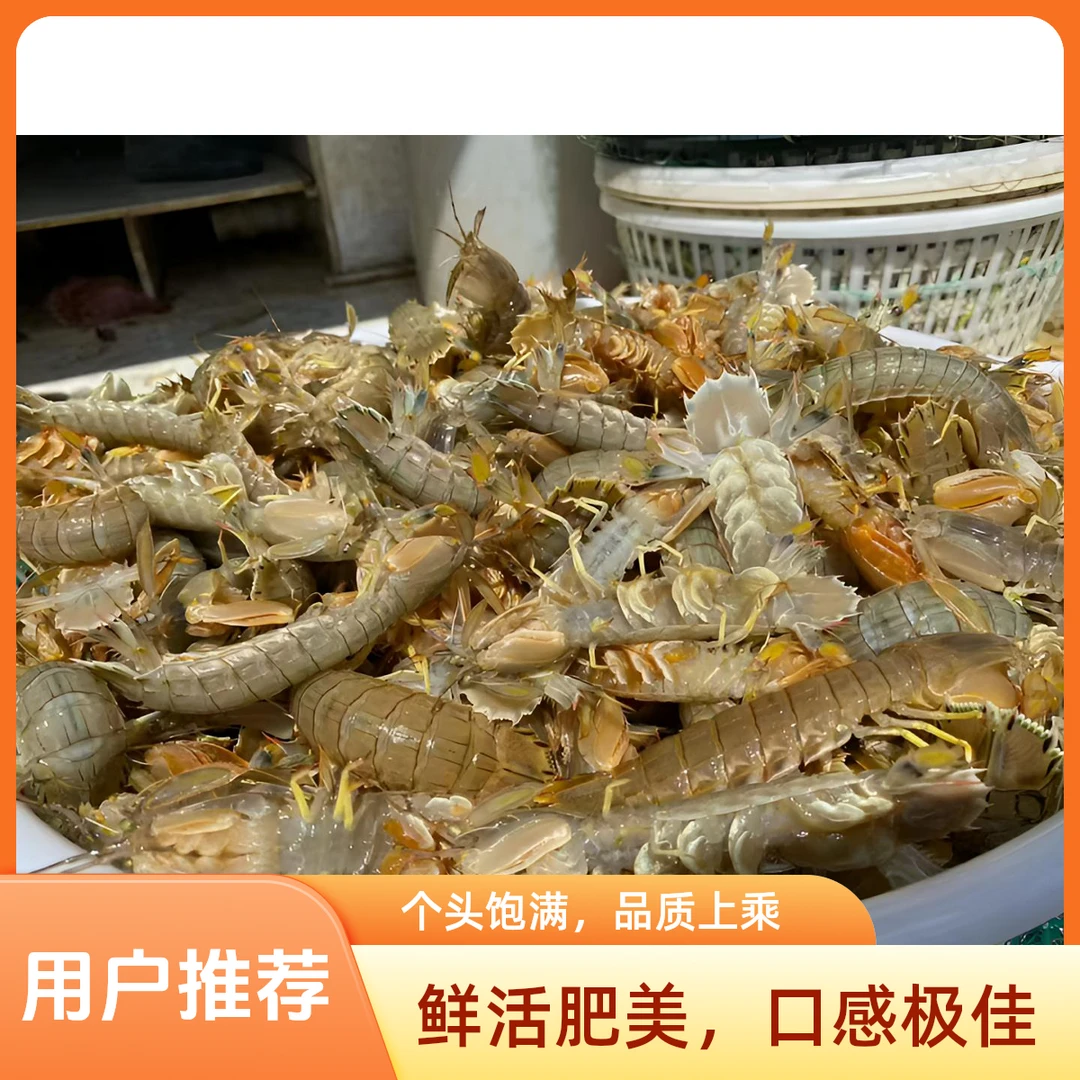 本海野生黄毛 虾爬子  皮皮虾顺丰发货【保肥 保鲜 不保活】