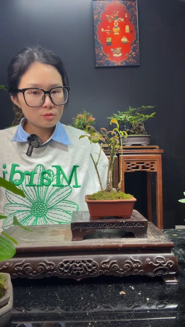 完全开放卫矛000