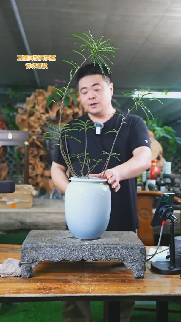 当前无花栽培后可以开花叶下珠463+