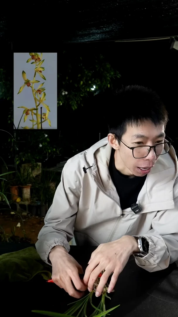 当前无花栽培后可以开花轻*蕙兰-金镶翡翠（子母2苗带芽）