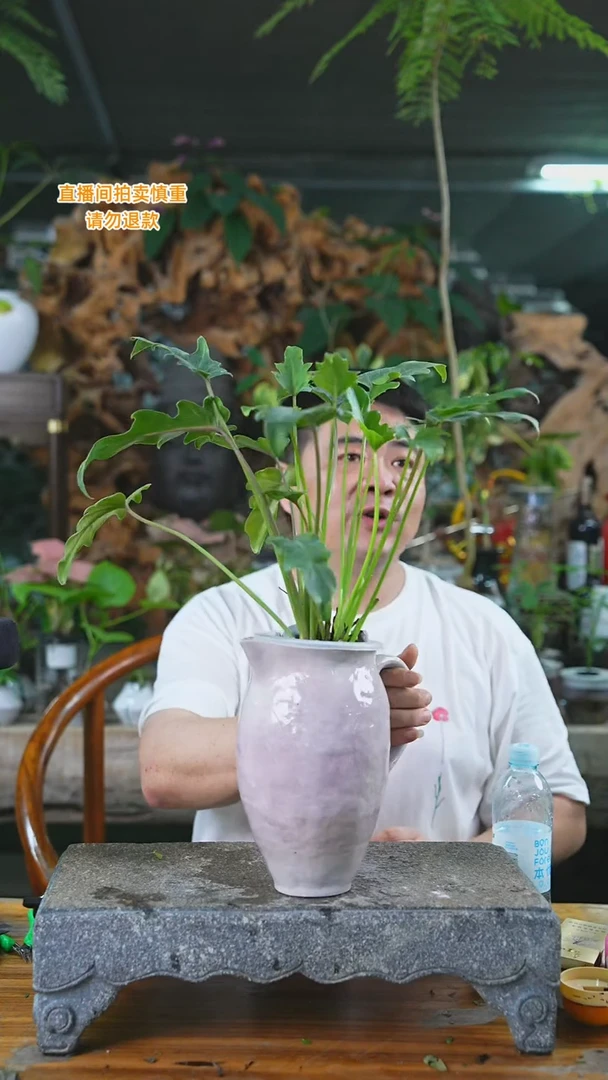 当前无花栽培后可以开花小天使203T