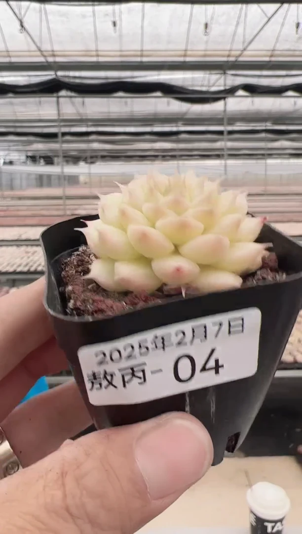 【闪购商品】敖丙多肉-4