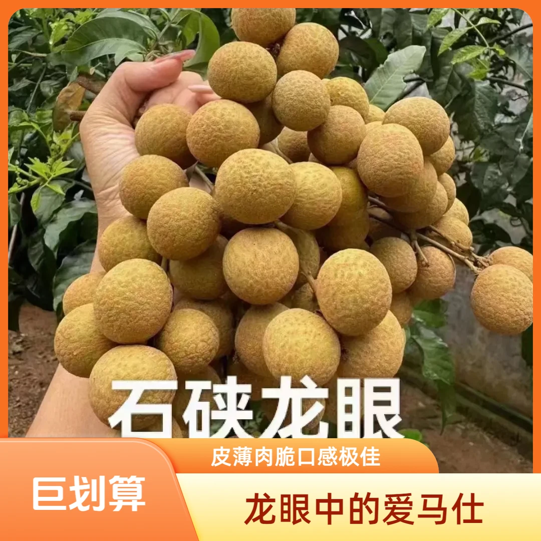 高州石硖龙眼新鲜纯甜孕妇水果皮薄肉脆口感好个头中等（广东省内）