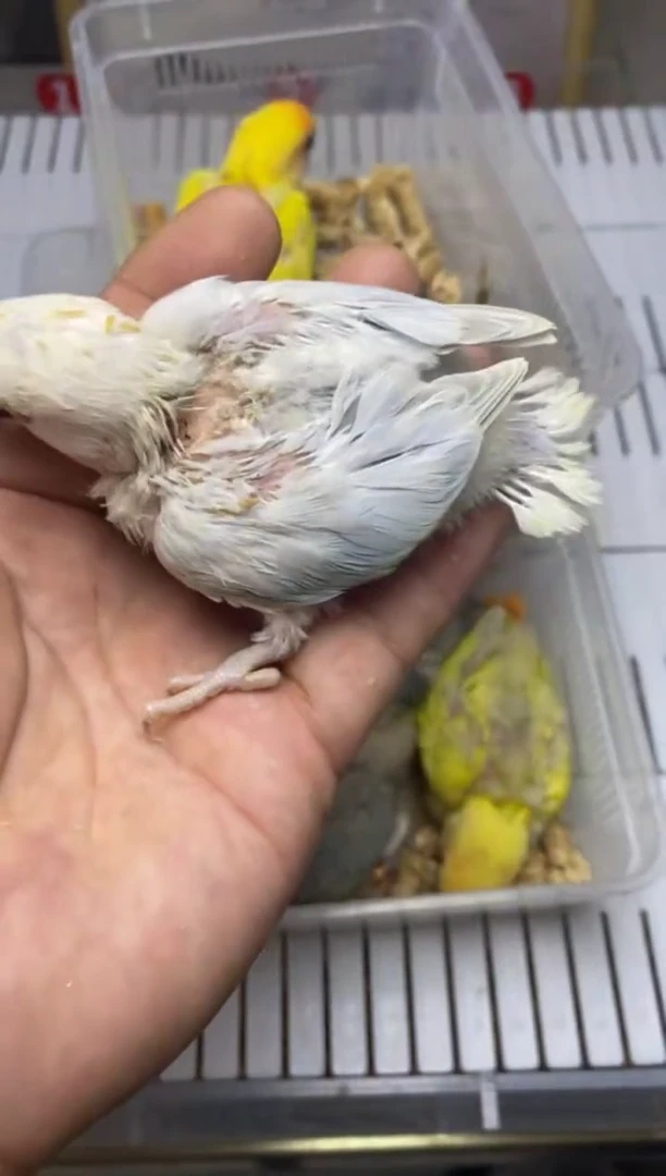 桃脸牡丹鹦鹉T936特价啄羽蓝依莎半毛牡丹鹦鹉