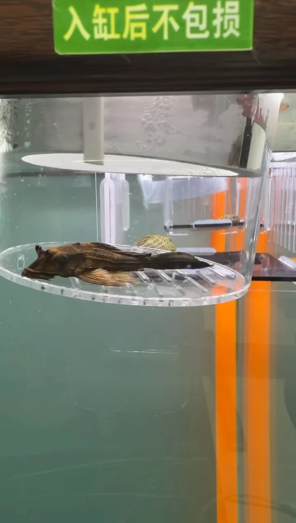 清道夫鱼122号鳄鱼入缸不包损到货录制完整开箱视频8厘米