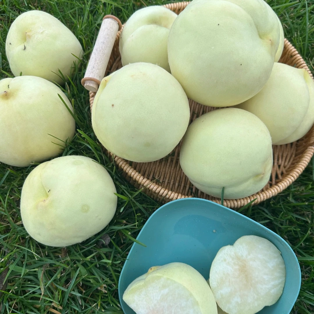 【冬桃王脆桃】果园现摘现发脆甜多汁应季水果 顺丰包邮