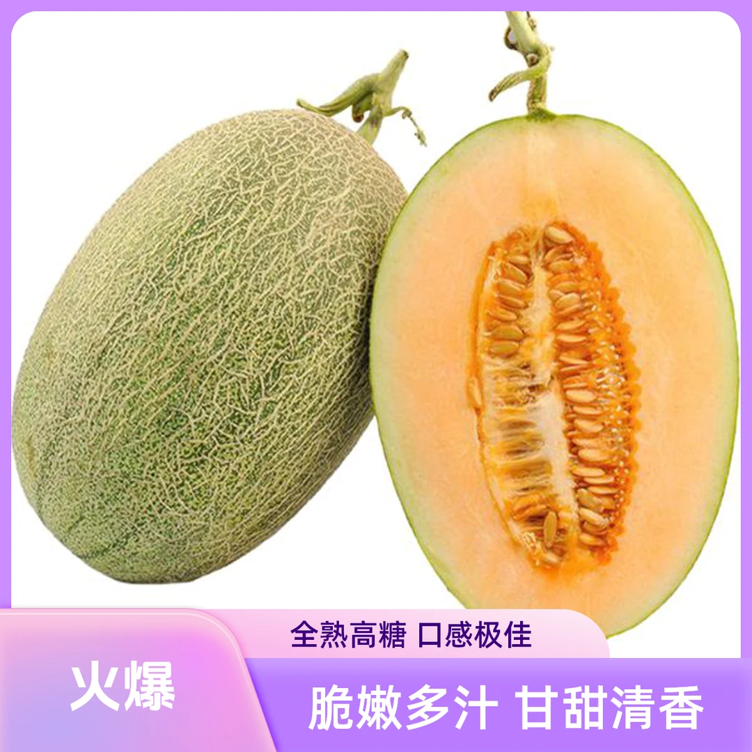 哈密瓜现摘现发产地直供 香甜多汁 口感脆爽 皇妃哈密瓜 自然种植