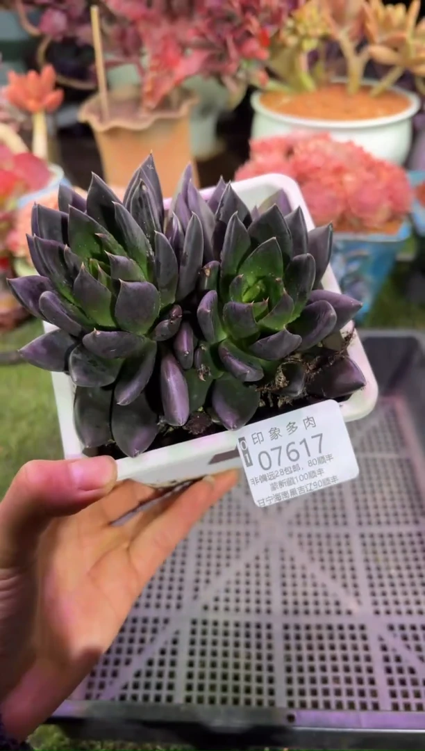 【闪购商品】07617