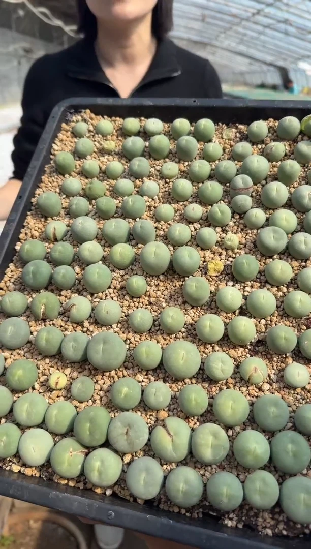 【闪购商品】5-1鸽子蛋x红嘴一颗