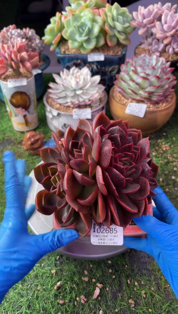 昆明印象多肉02685