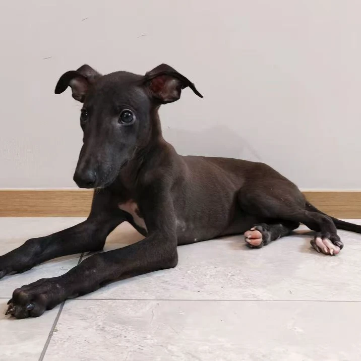 小细犬 狗狗活体通用链接