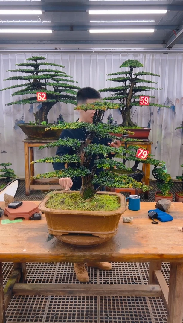 无花朵用****8精品盆景直播间一物一拍