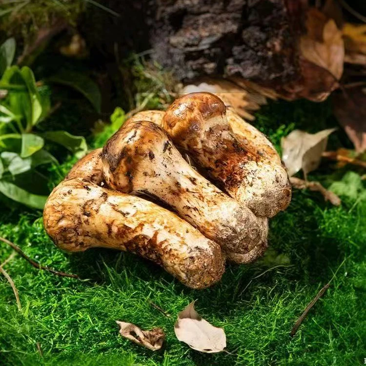 精选8-10 尊享级 新鲜松茸 云南香格里拉产地直供 营养食用 刺身