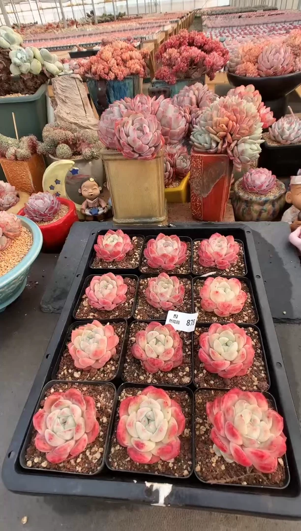 【闪购商品】878太妃糖一棵量拍