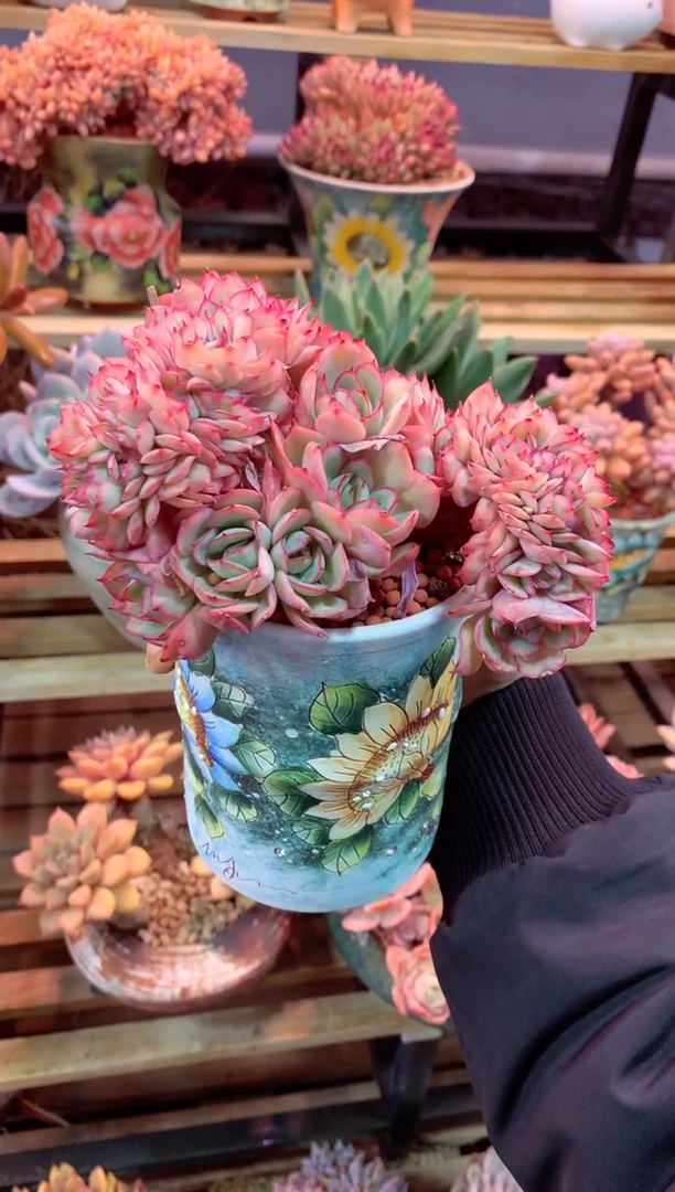 牡丹亭缀化243L（一物一拍，精品多肉，所见即所得 ）