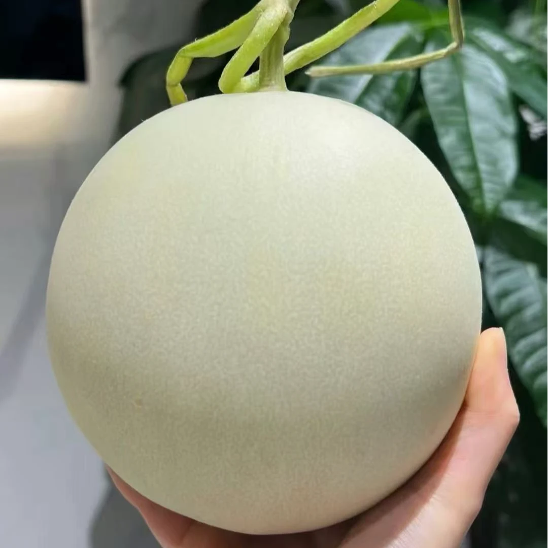 玉菇甜瓜  软糯香甜  1个