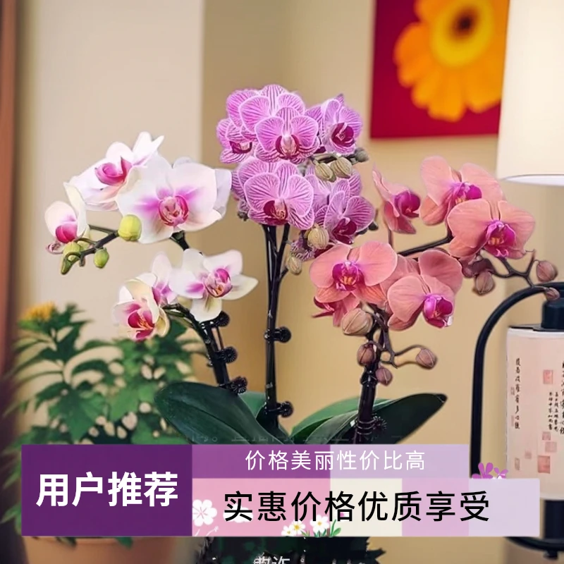 九仙嶂02[三生三世]高端欧品蝴蝶兰 （开口笑、婚纱、奥利奥）