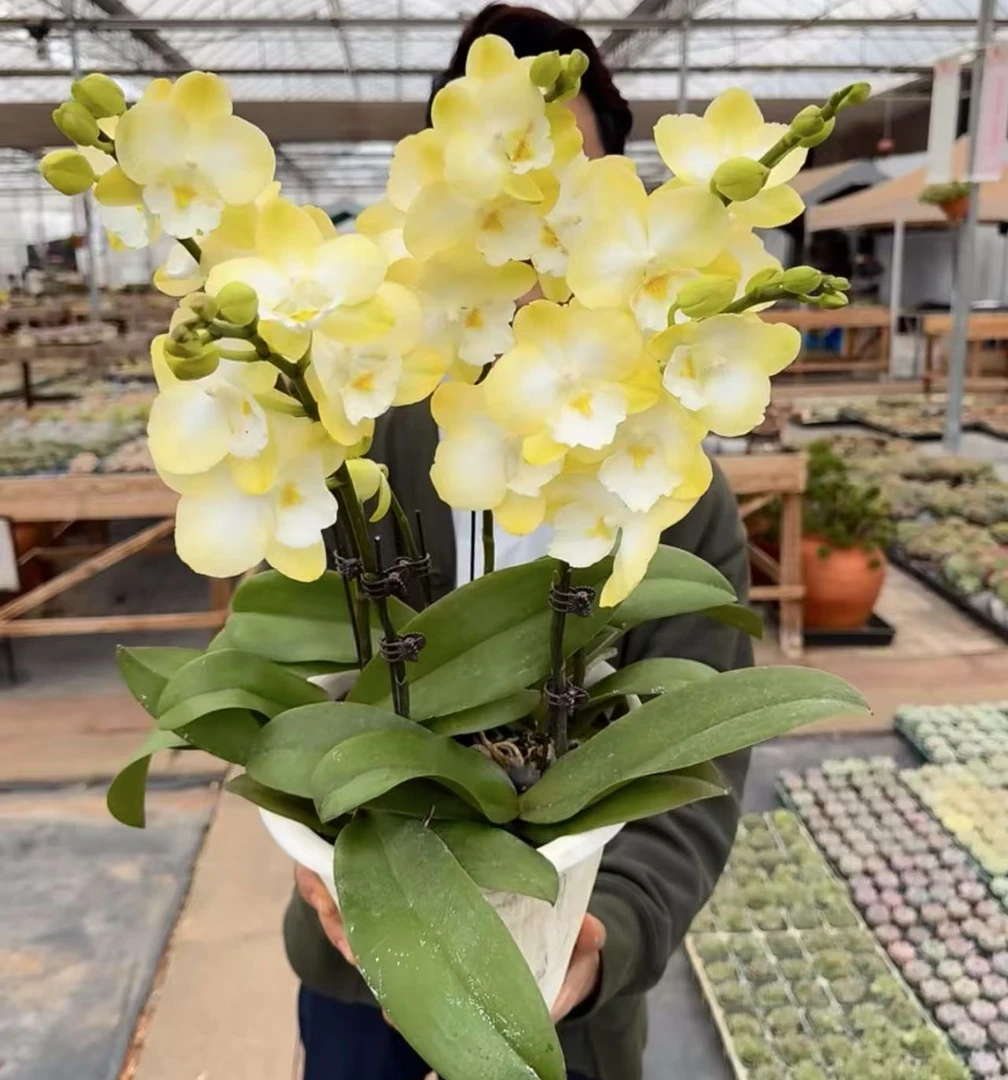 贵族品种 珠光瓣蜡质花 2个花剑【玉兔】蝴蝶兰花期7 个月左右