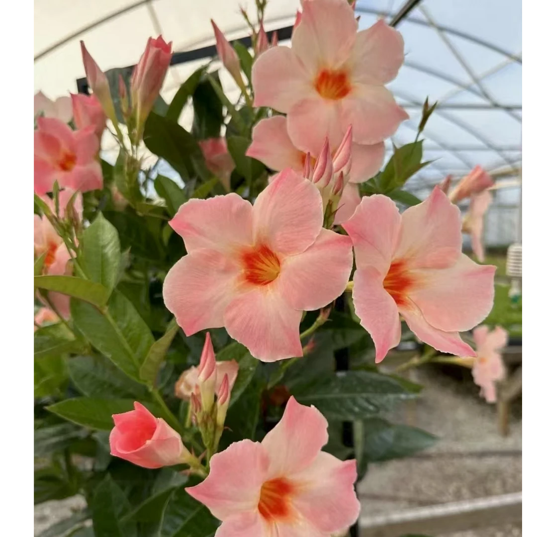 飘香藤3加仑爬藤双腺藤花苞耐热花期长阳台庭院好养多年生