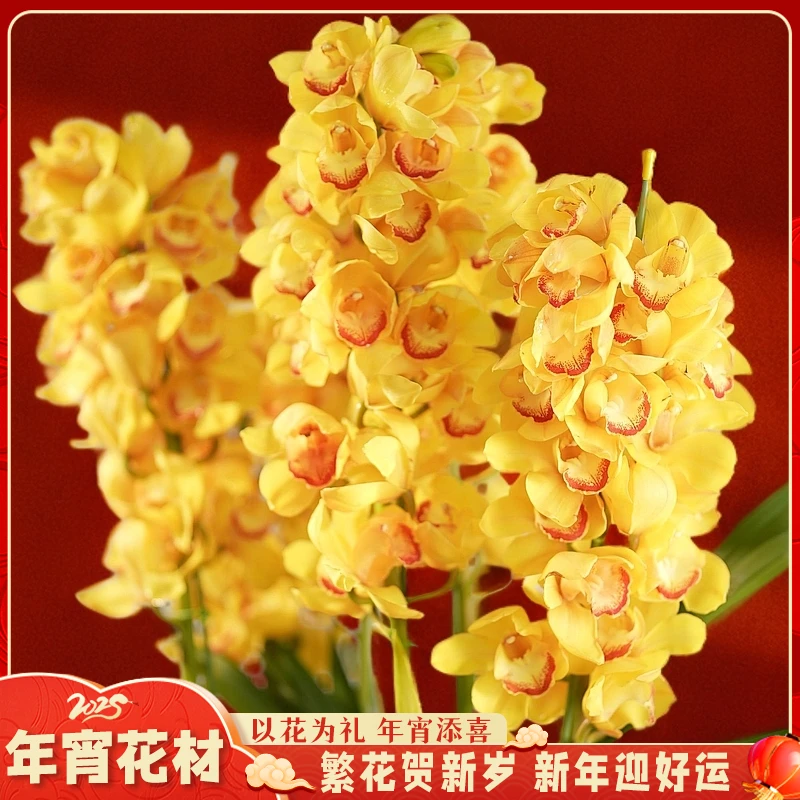 【云舍花卉】5剑【杨贵妃】大花蕙兰盆栽 【一单包邮 不参与凑单】