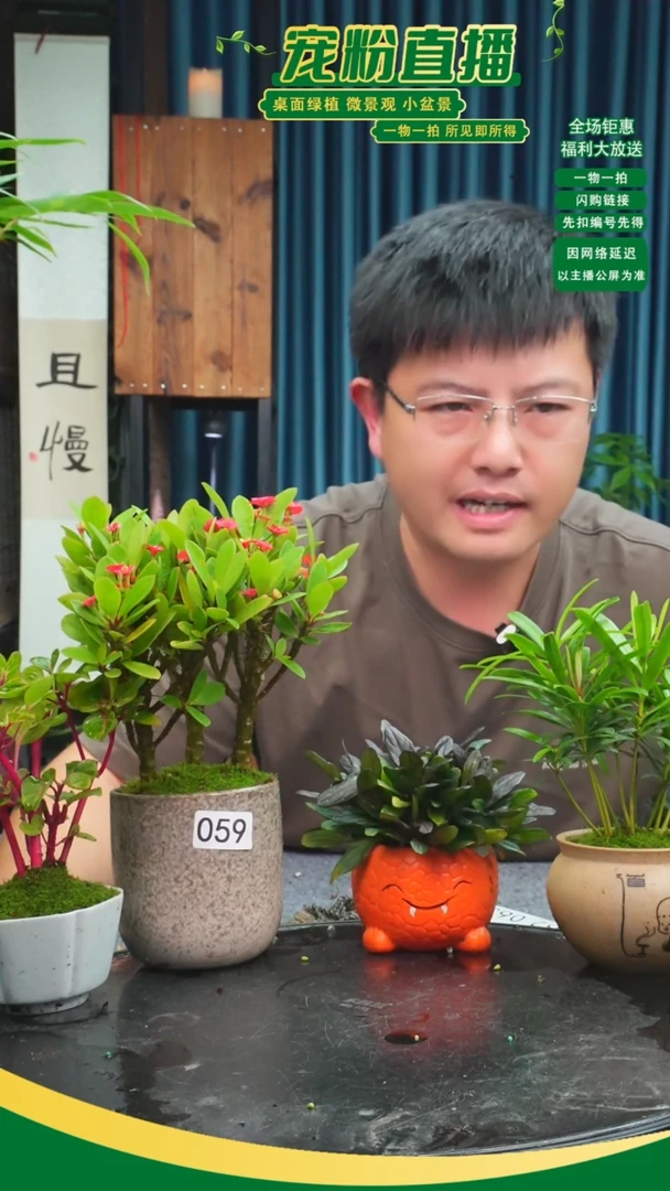 无花朵胡****^苔藓微景观059号