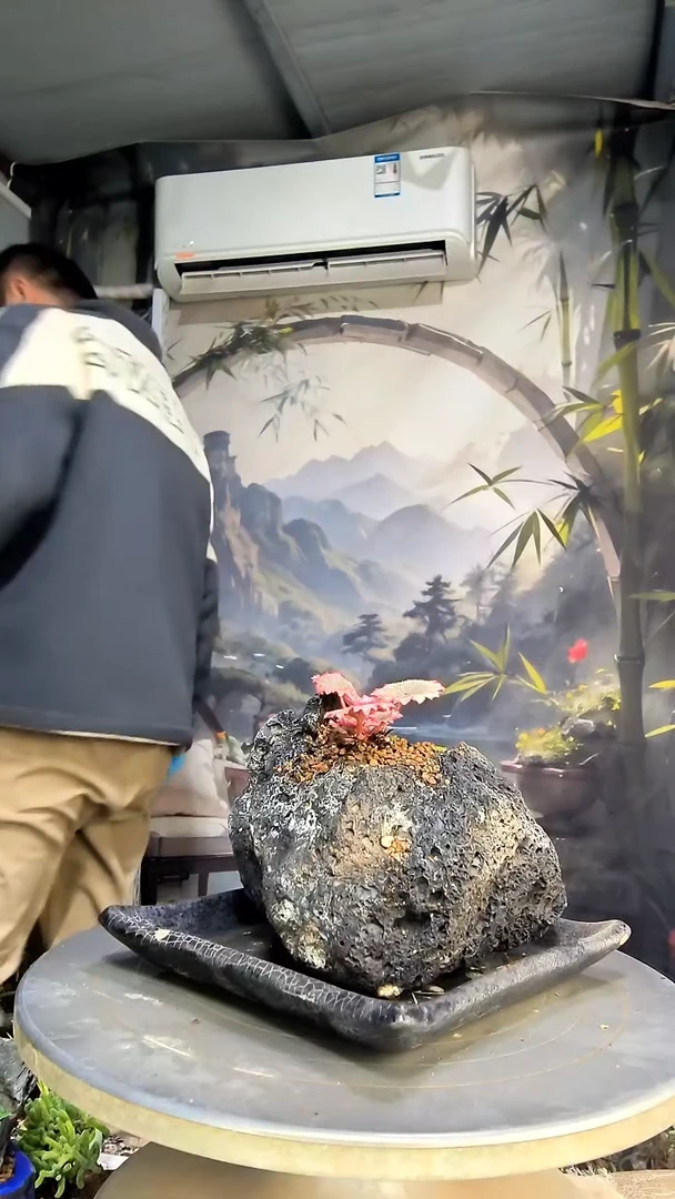 晴**岛中青园艺一物一拍花406