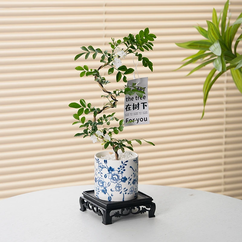 造型九里香盆栽办公室内桌面绿植茶几摆件四季开花情绪植物花卉