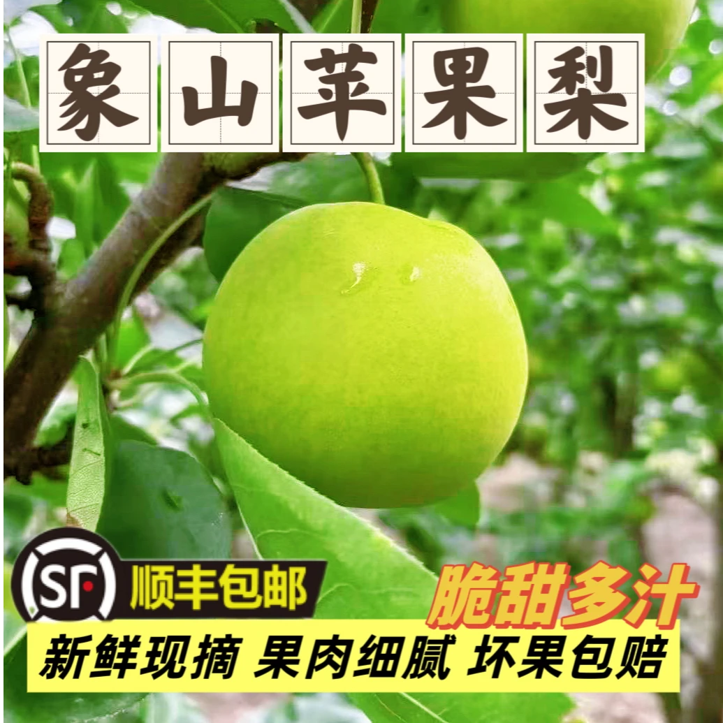【超甜-海岛苹果梨】正宗象山翠玉梨纯甜爆汁无渣核小肉厚顺丰包邮