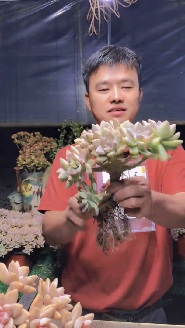 270淡雪缀化一物一拍