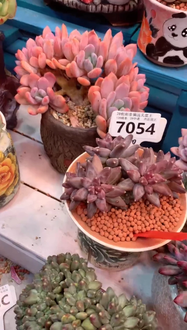 7054（一物一拍，精品多肉，w所见即所得 ）