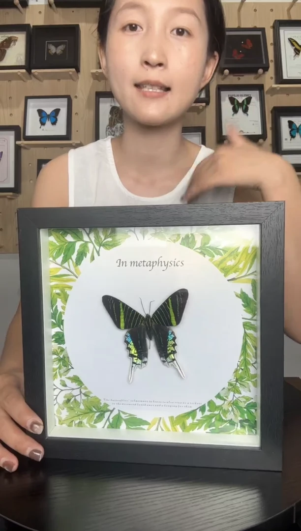 月亮蛾蝴蝶标本装饰画