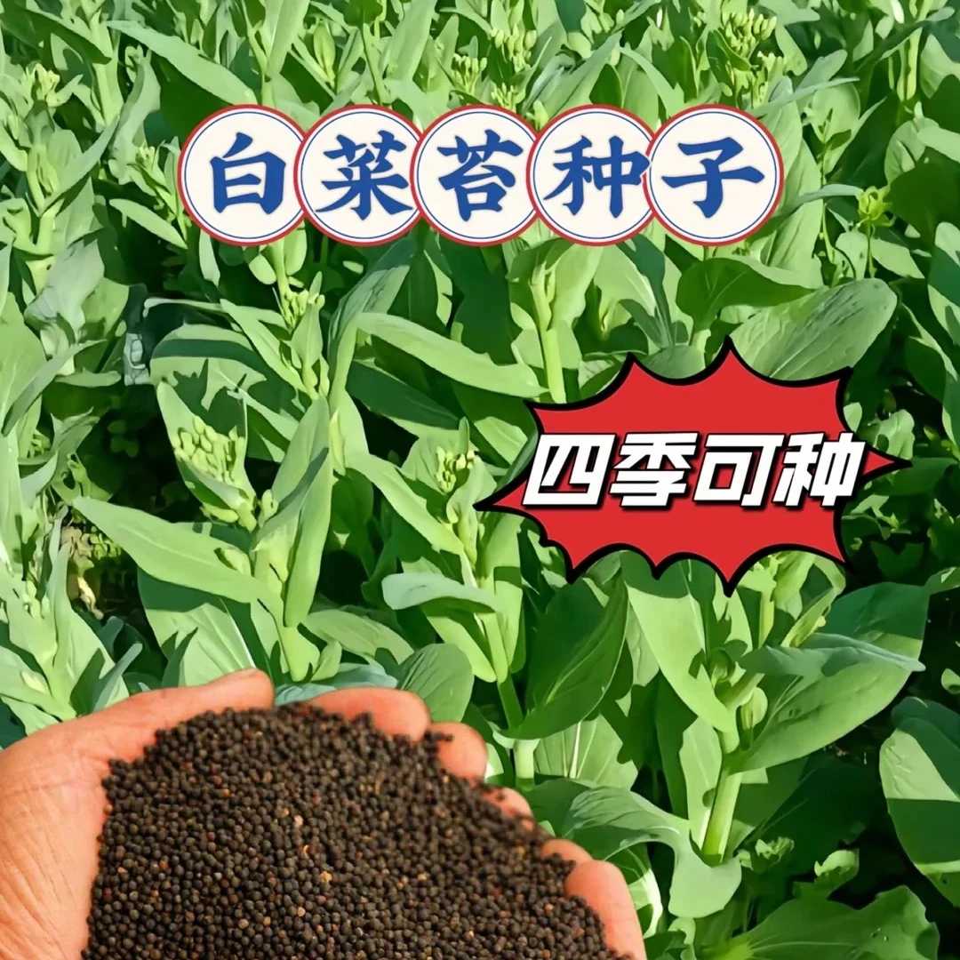 四季奶油白菜苔种子正宗四季白菜音高产速生多芽蔬菜口感柔嫩清香