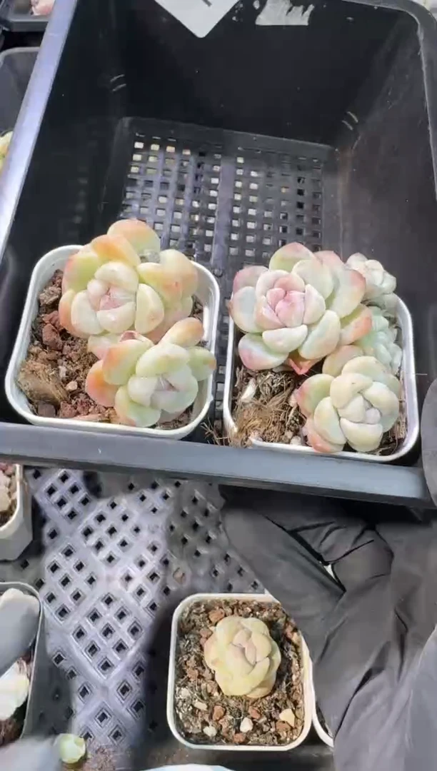 【闪购商品】114号到手1框--江北一物一拍