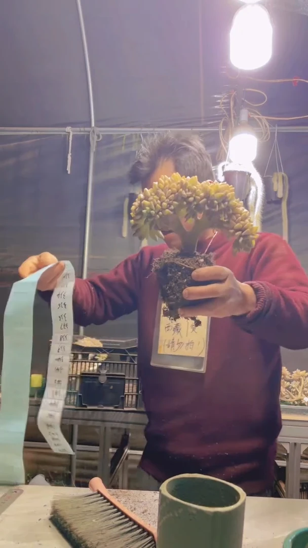 ?****漫251淡雪缀化一物一拍