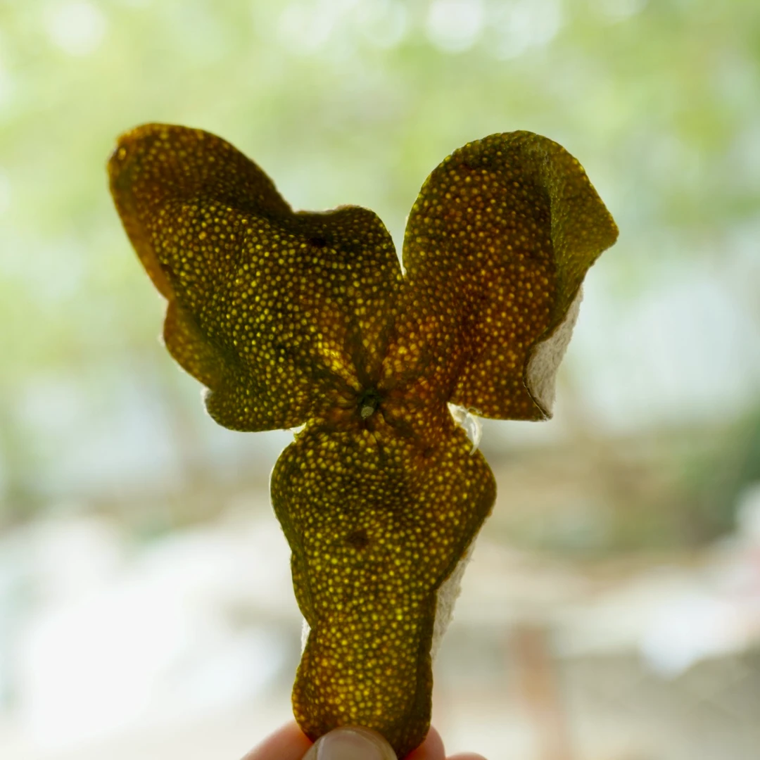 2024年天马青皮1斤，17年老树原枝油气霸道，薄荷香，可试喝