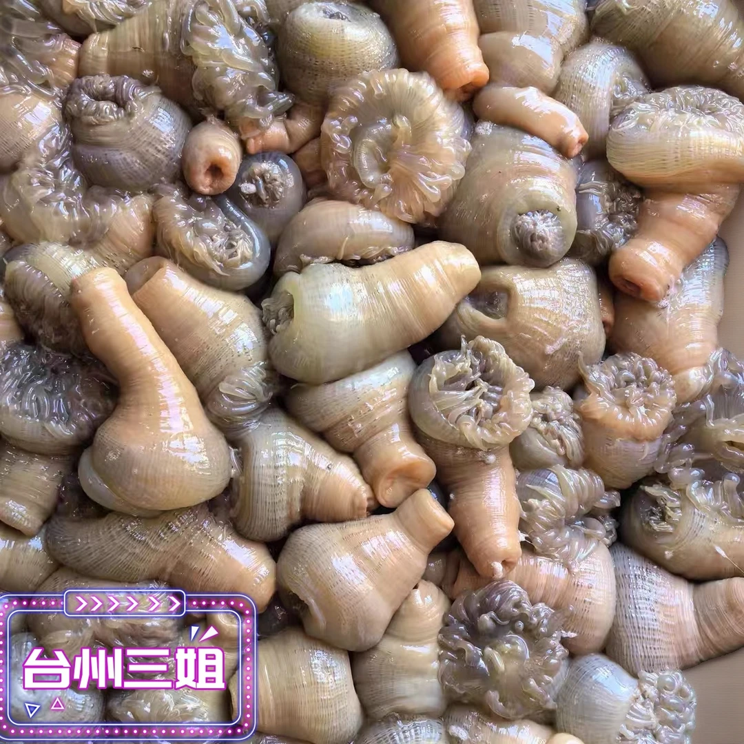 【台州三姐】东海野生现捕沙蒜海鲜海葵（规格以直播间为准）