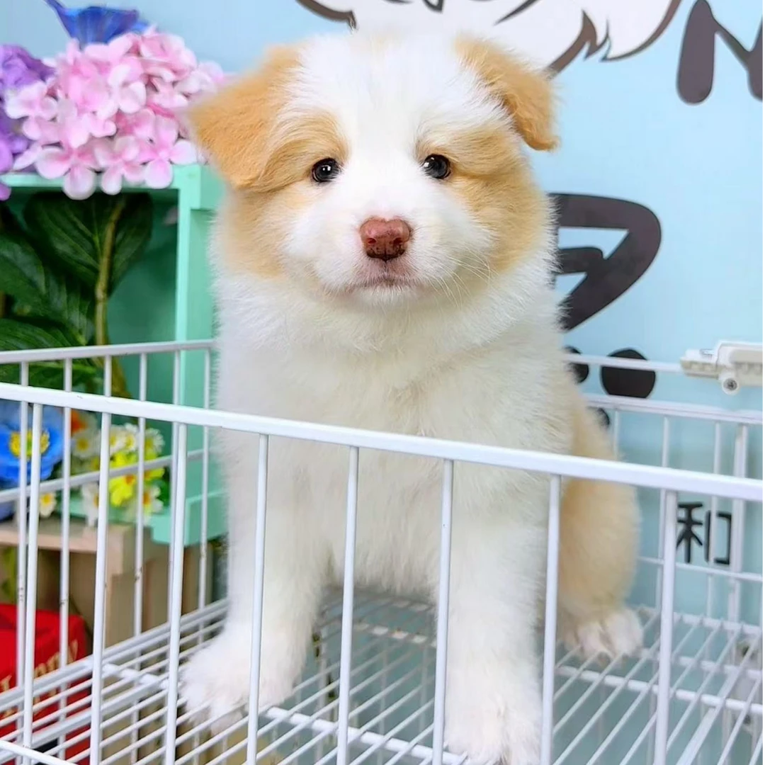 奶思家-金边边牧母可爱妹妹01153100边境牧羊犬