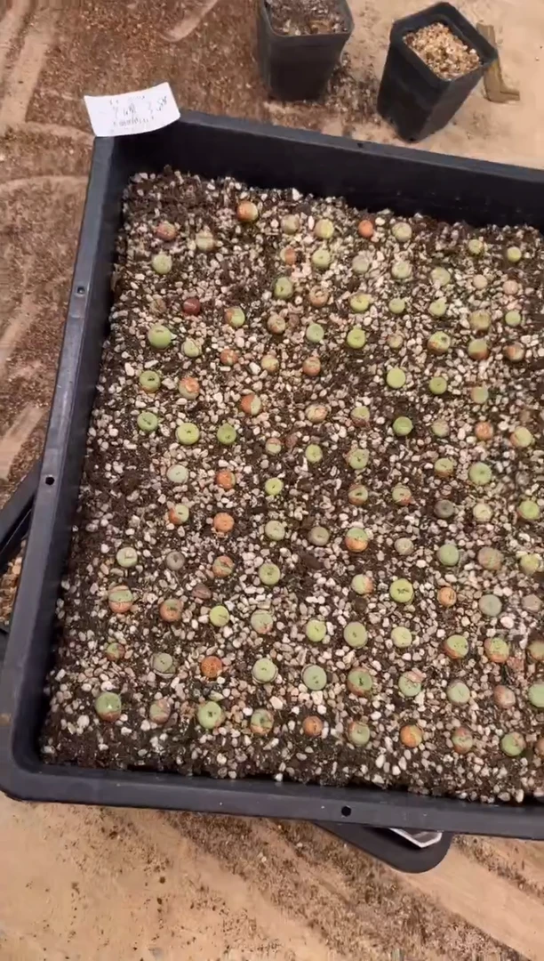 11-229多肉植物红嘴一颗