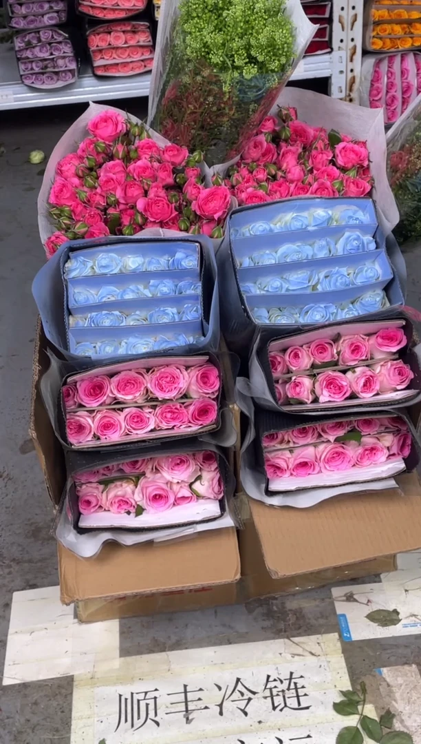 洛神20枝+碎冰蓝20枝+苏菲10枝+绿林草