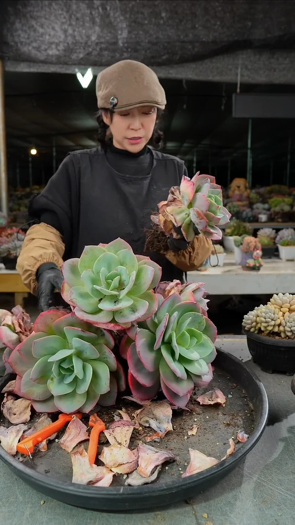 雪凤单头一颗       肉