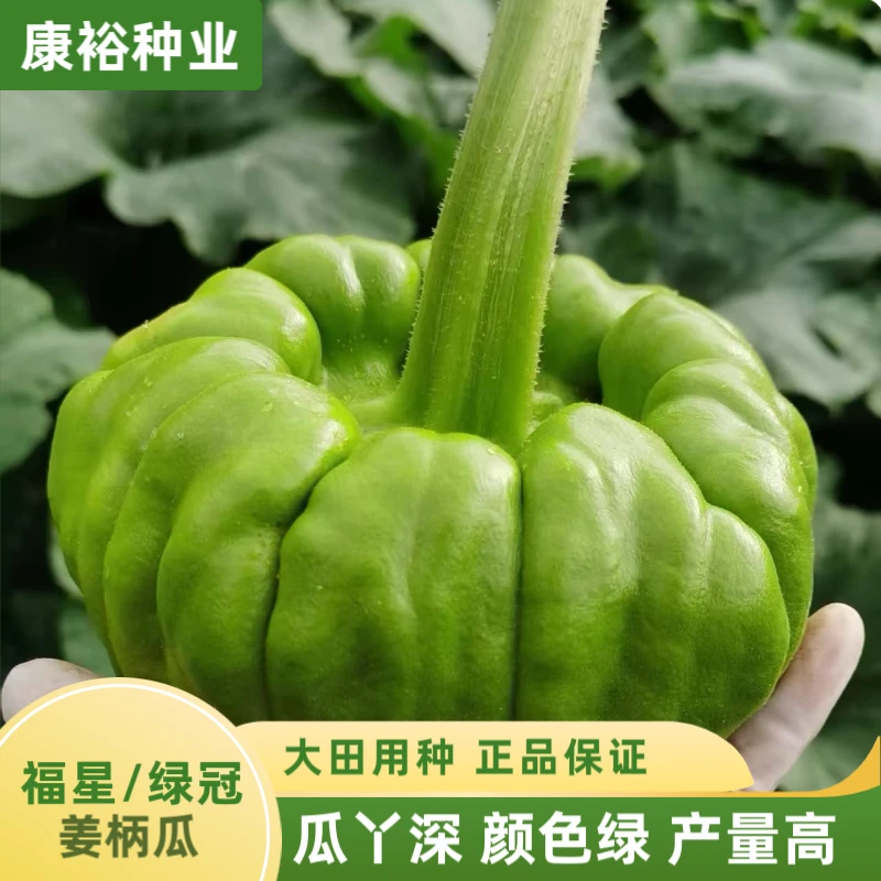 【康裕种业】福星姜柄瓜基地专用种子云南丫丫瓜种子颜色绿产量高