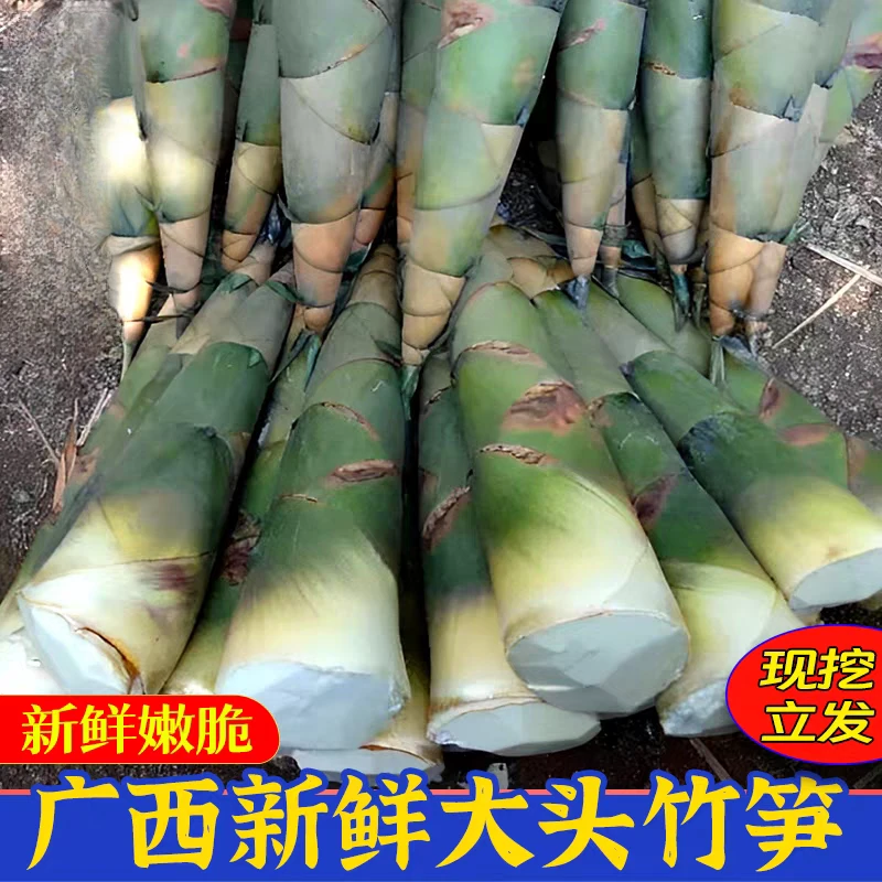 广西新鲜现挖大头麻竹笋当季蔬菜可做酸笋