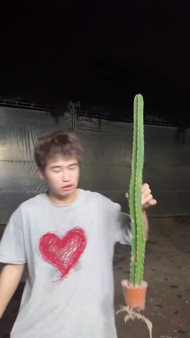 2颗【带根】秀普柱 高40-60cm