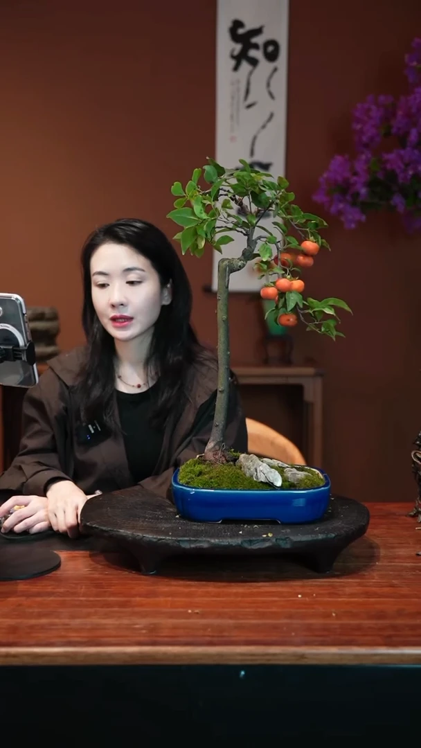无花朵老鸦柿盆景盆景盆景