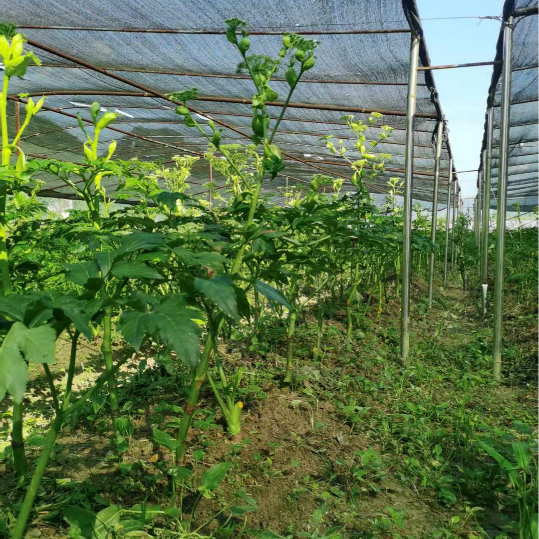 明日叶仿野生露天种植干叶可泡茶长寿菜叶子蔬菜自然生长干货